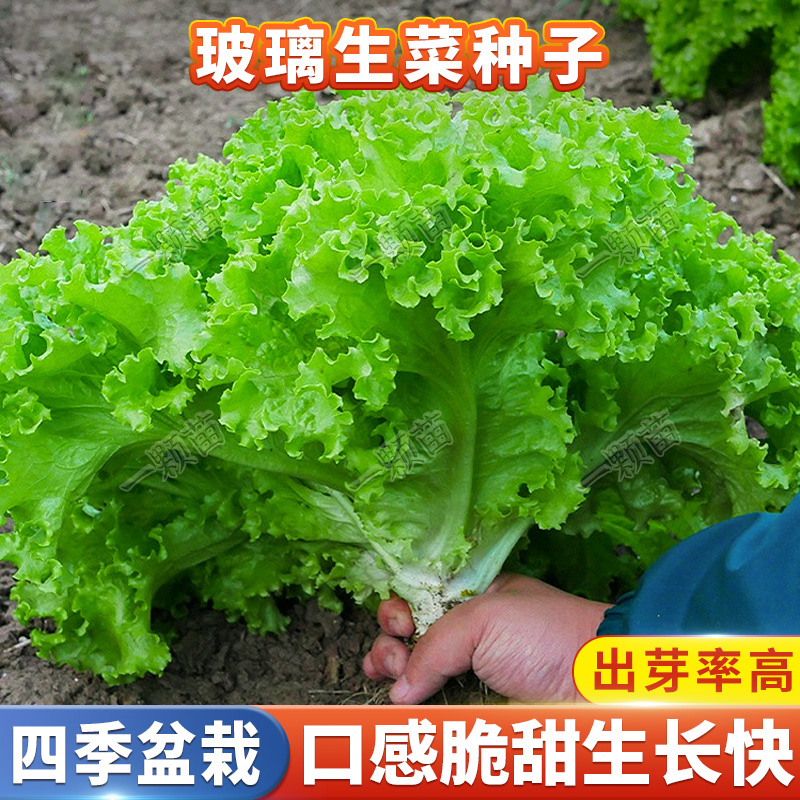 玻璃生菜种籽  四季播种植家庭小院阳台花盆栽农家蔬菜种子菜园地