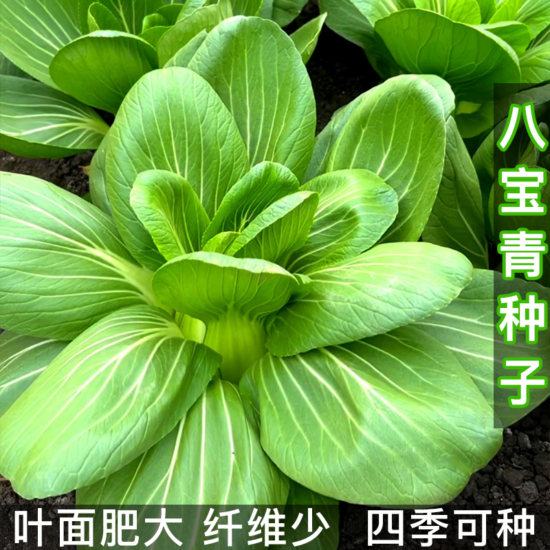 八宝青种子 耐寒耐热青菜阳台小院四季花盆栽农家菜园地蔬菜种子