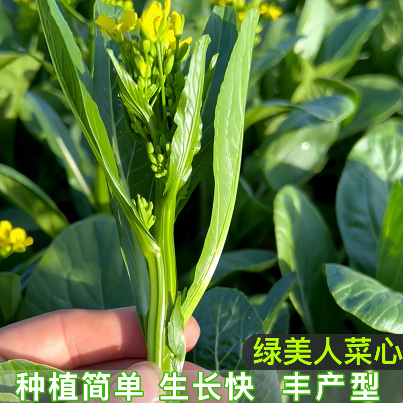 绿美人奶油菜心菜苔种籽阳台小院四季盆栽种植菜园地精选蔬菜种子