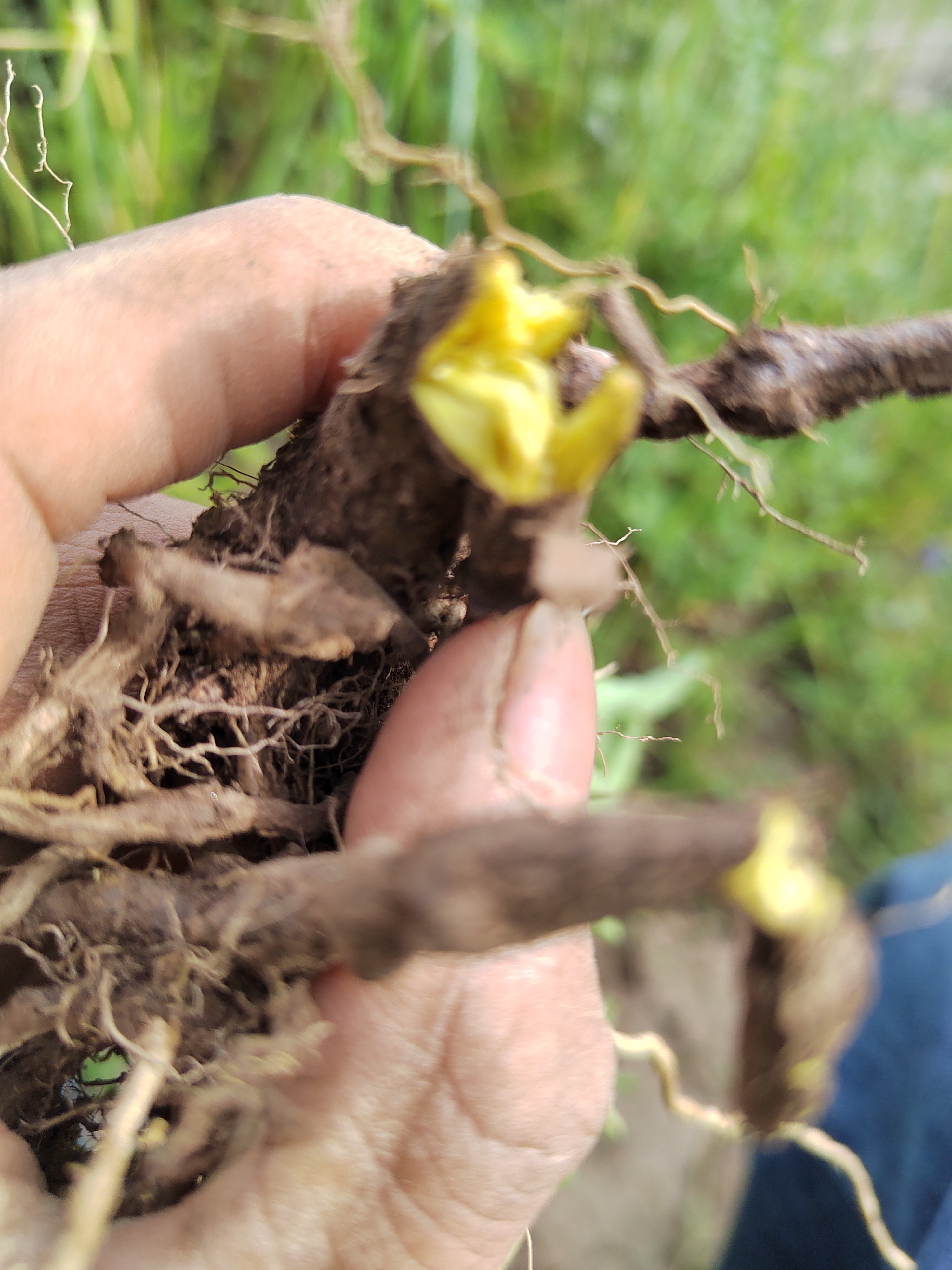 深山采挖野生黄琴，