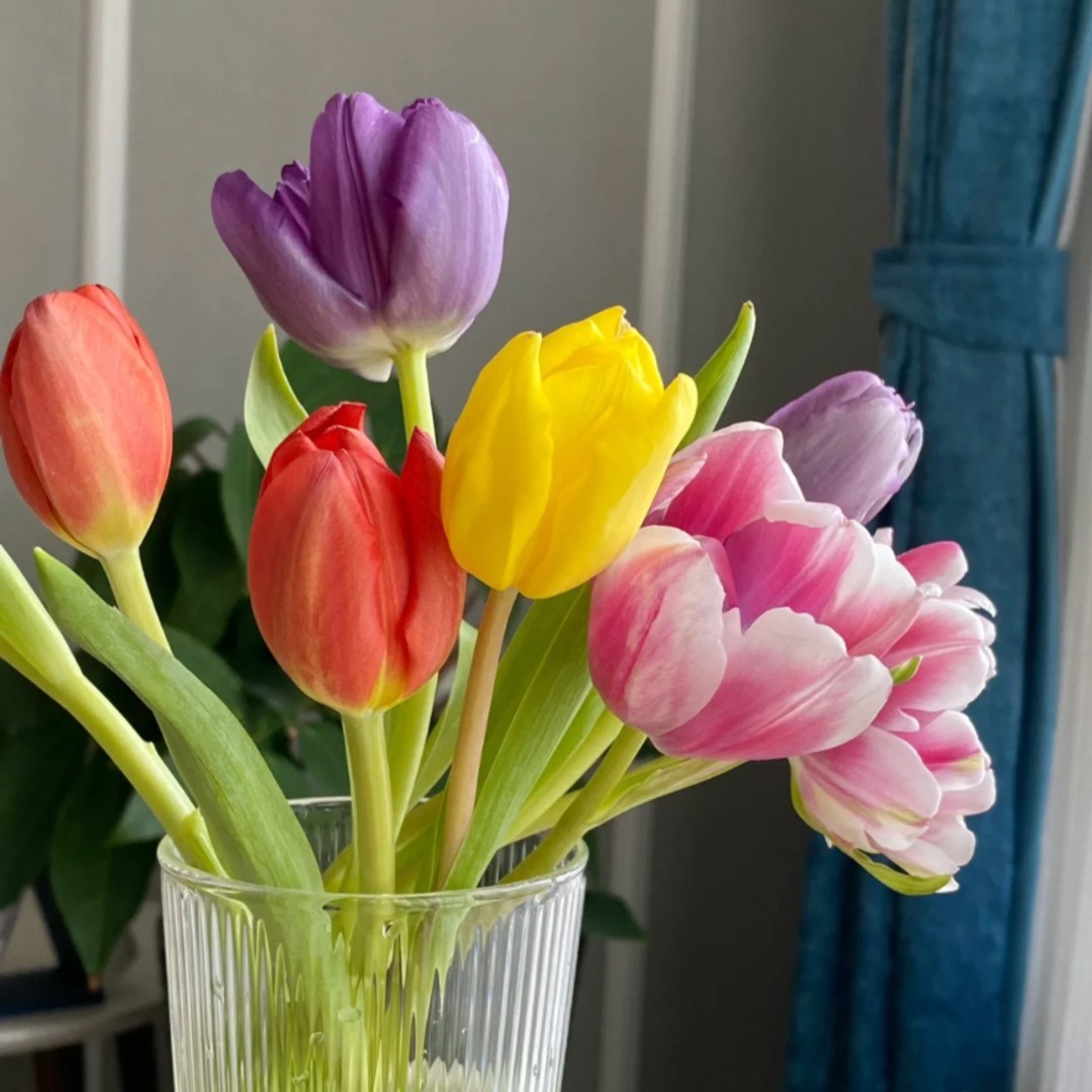 郁金香家养云南鲜切花高级批发真花家用水养瓶插室内新手美观水生