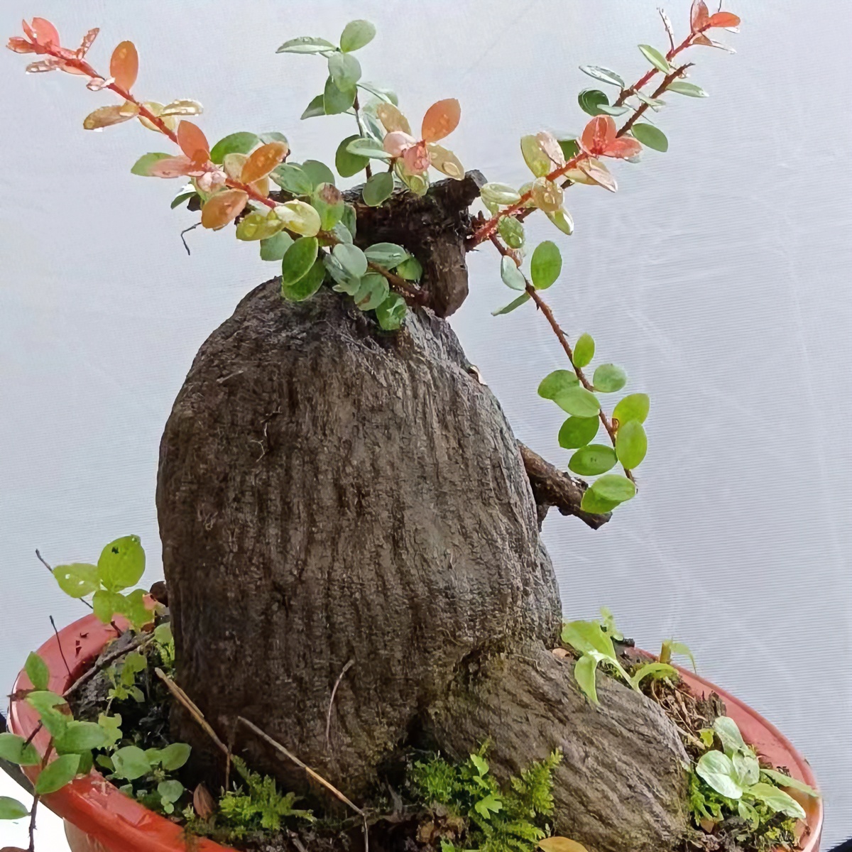 云南高山红花五翅莓