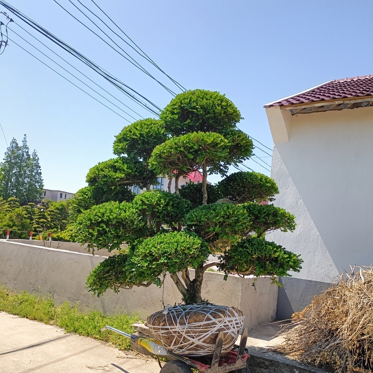 造型黄杨地景树，一物一拍