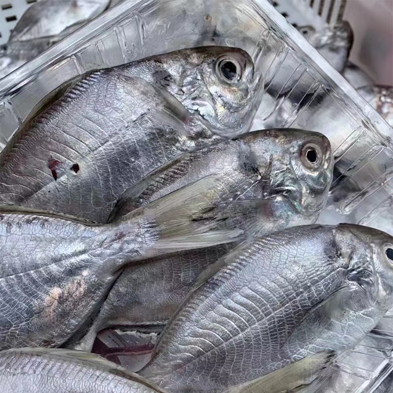 【肉鲳鱼】台湾海峡正宗肉鲳鱼/南鲳鱼