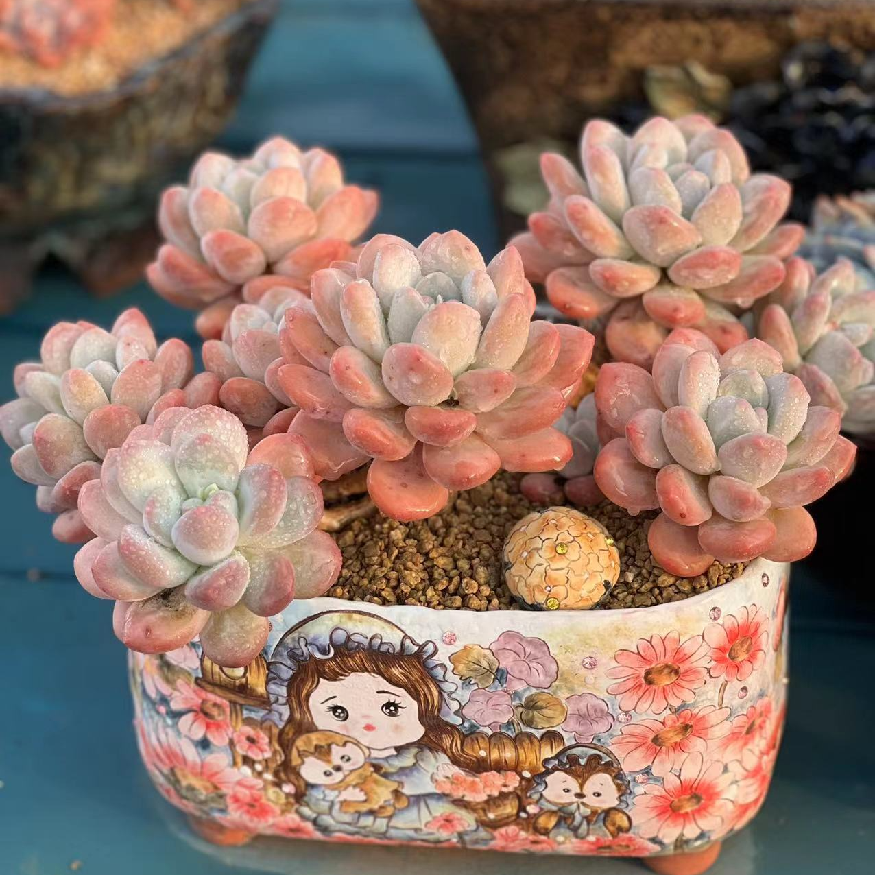 奶茶精品多肉 3号 （4.5-25元）一物一拍多肉植物品牌直径