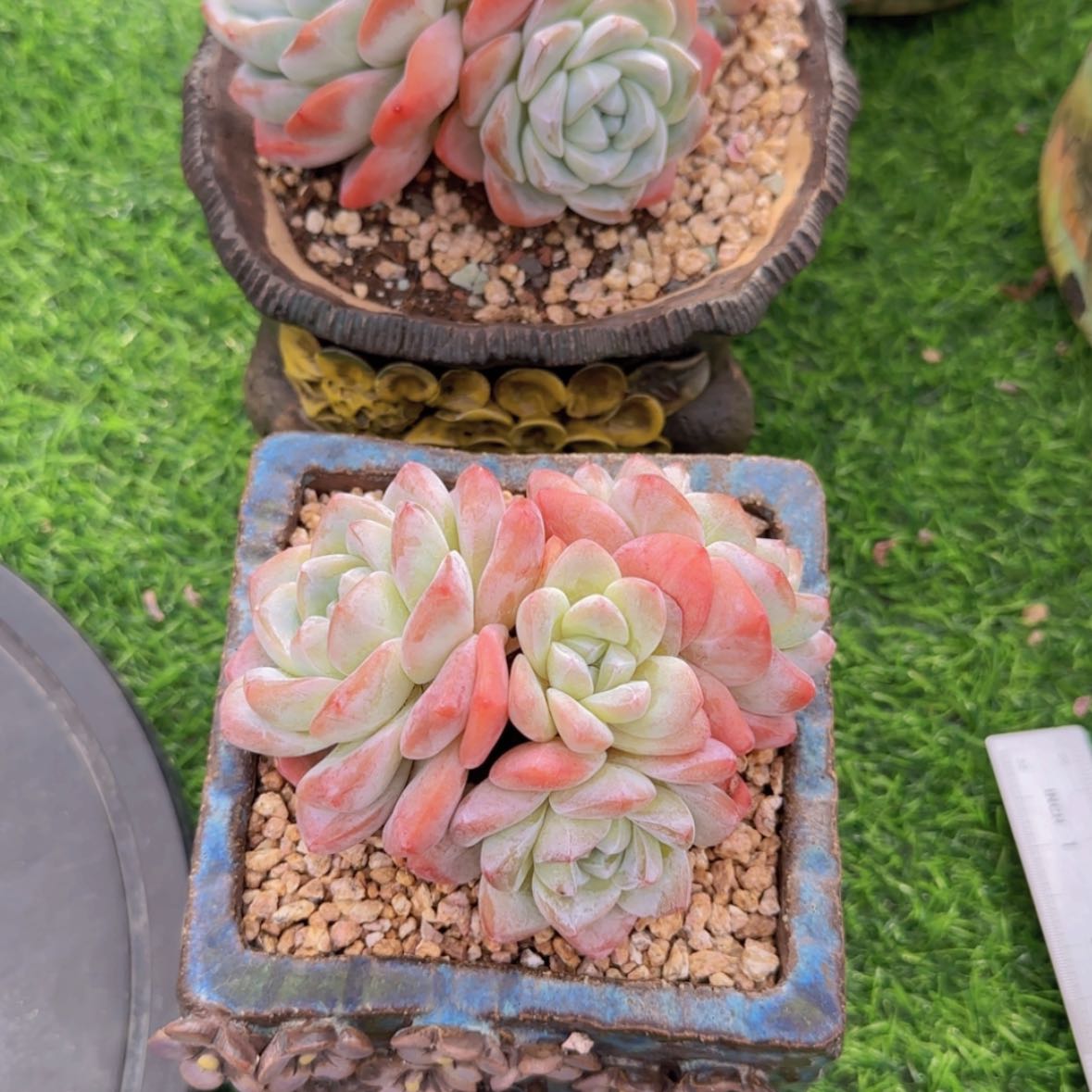 【闪购商品】愚*鹤鹤姐 冰玉两颗