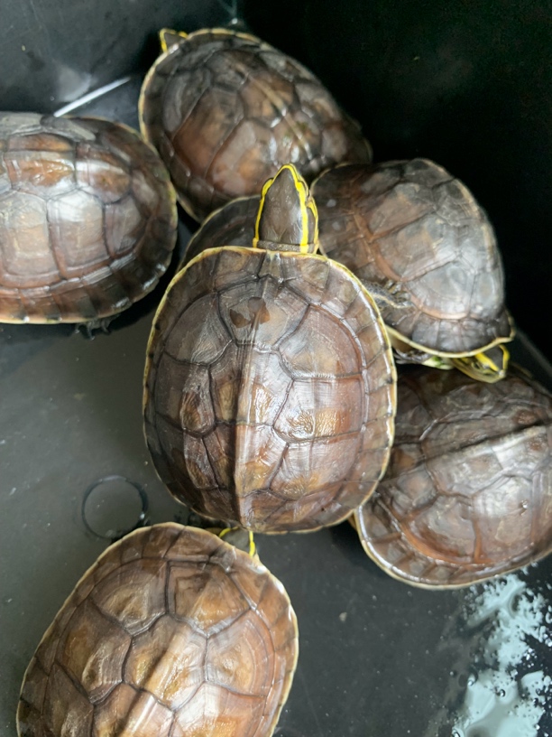 人工安布半水龟，互动性强，杂食龟青菜水果龟粮肉类（鱼虾）均可喂食