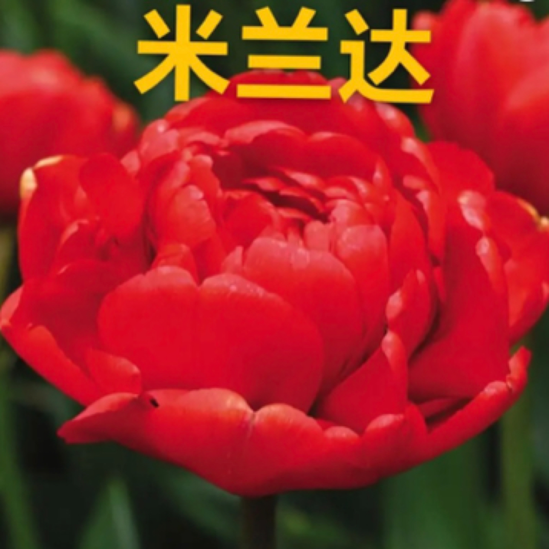 五度稀有郁金香种球荷兰进口耐寒盆栽地栽阳台绿植