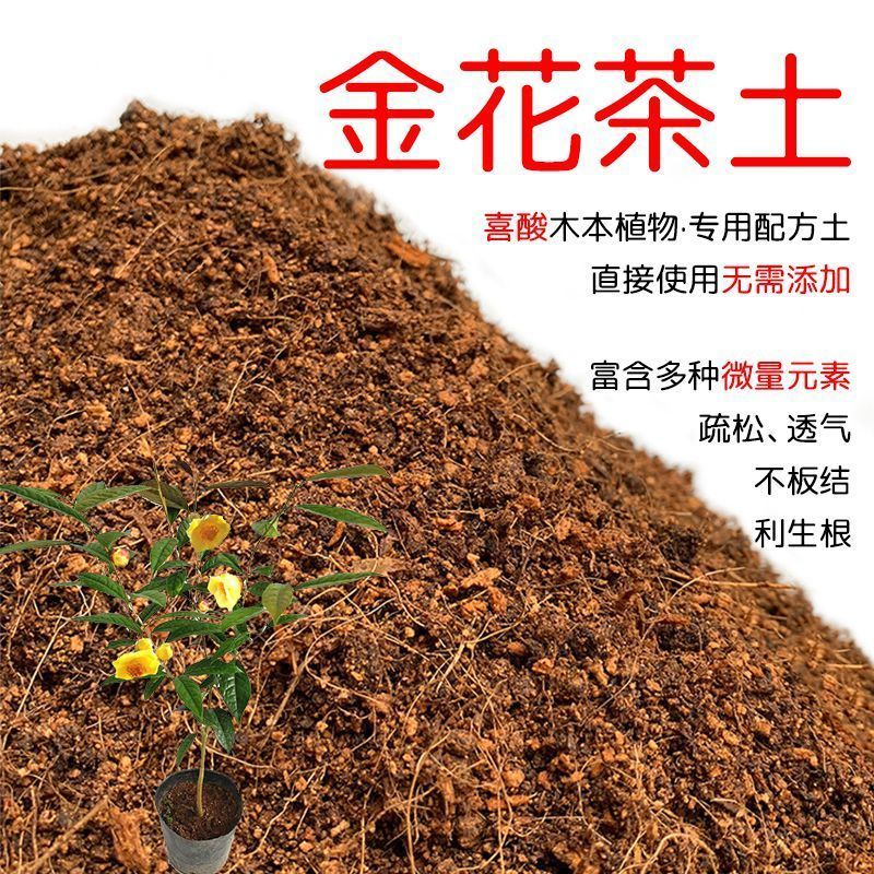 原产地金花茶专用土，产地的土养金花茶成活率更高