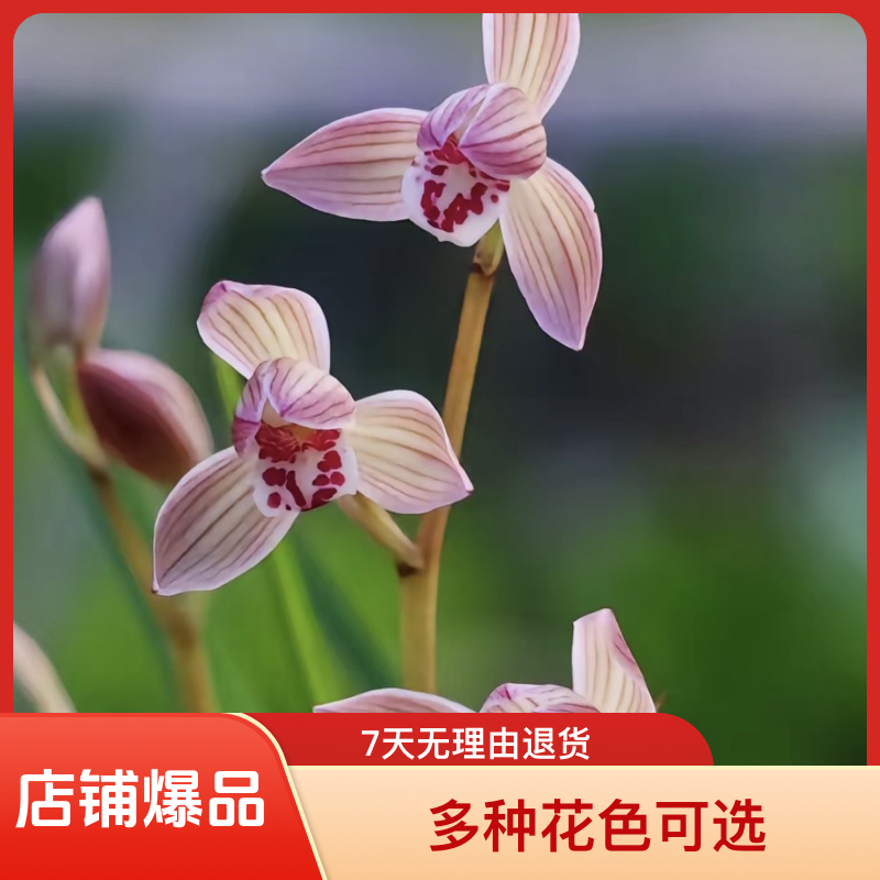 莲瓣兰铭品，初春开花，花有幽香，种于屋内室雅兰香。
