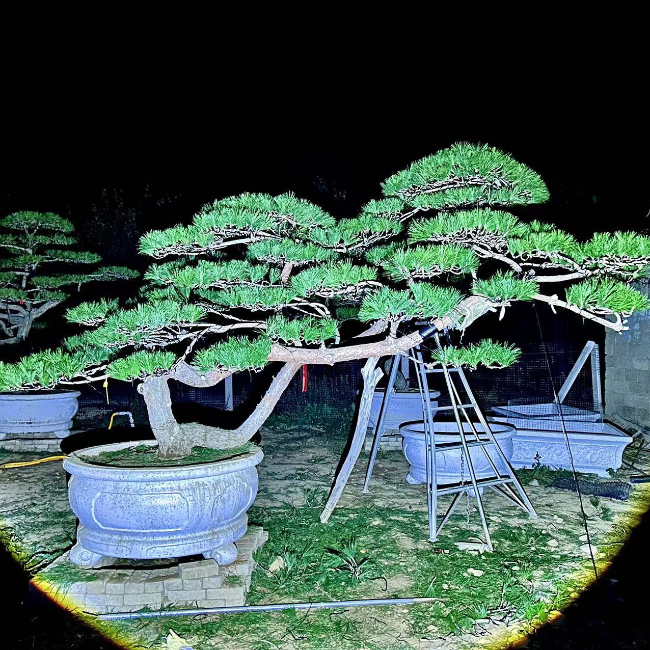 松，造型黑松，迎客松精品微景观绿植批发小微型盆景种植小盆栽