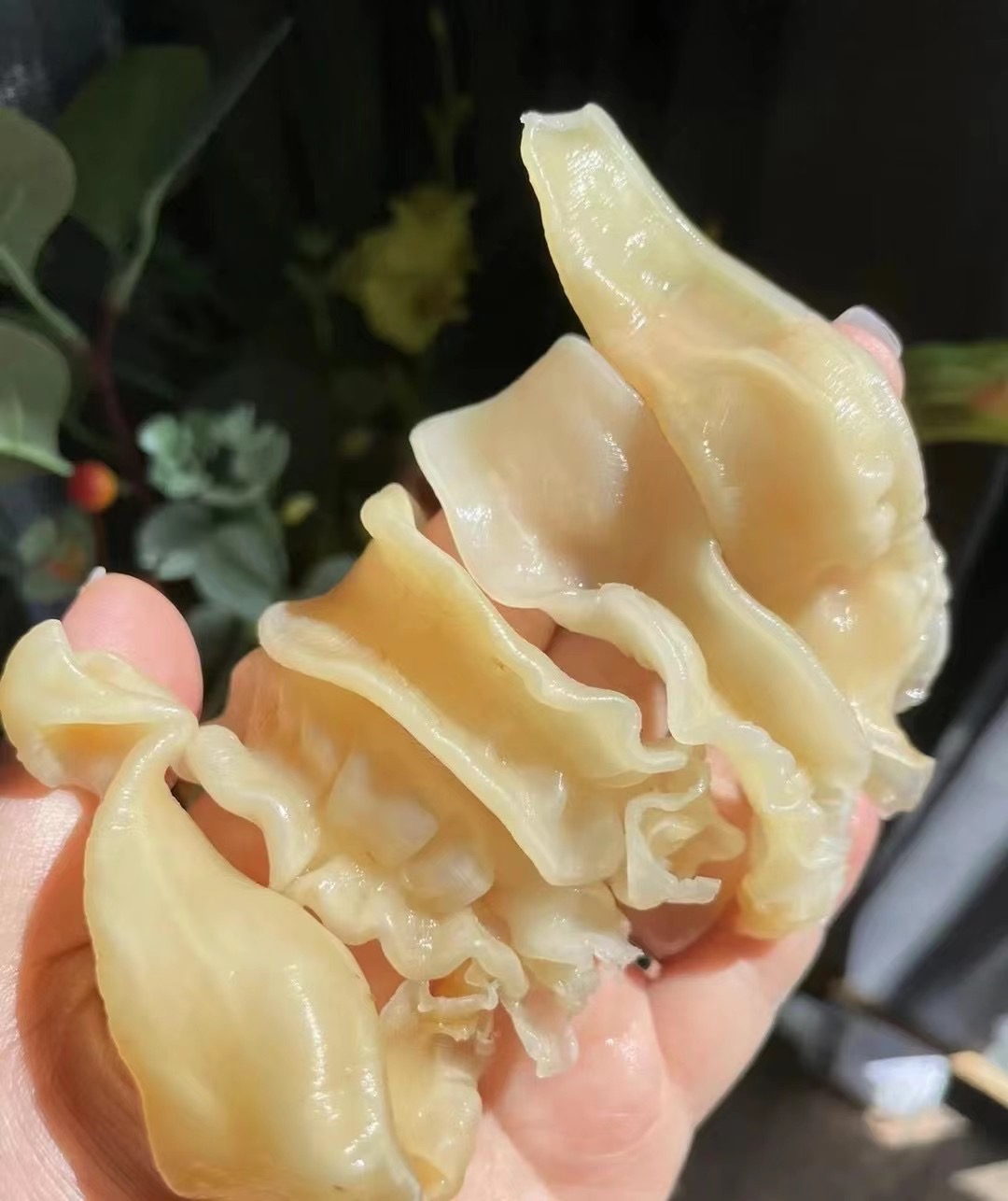 佐罗胶50g净重足干