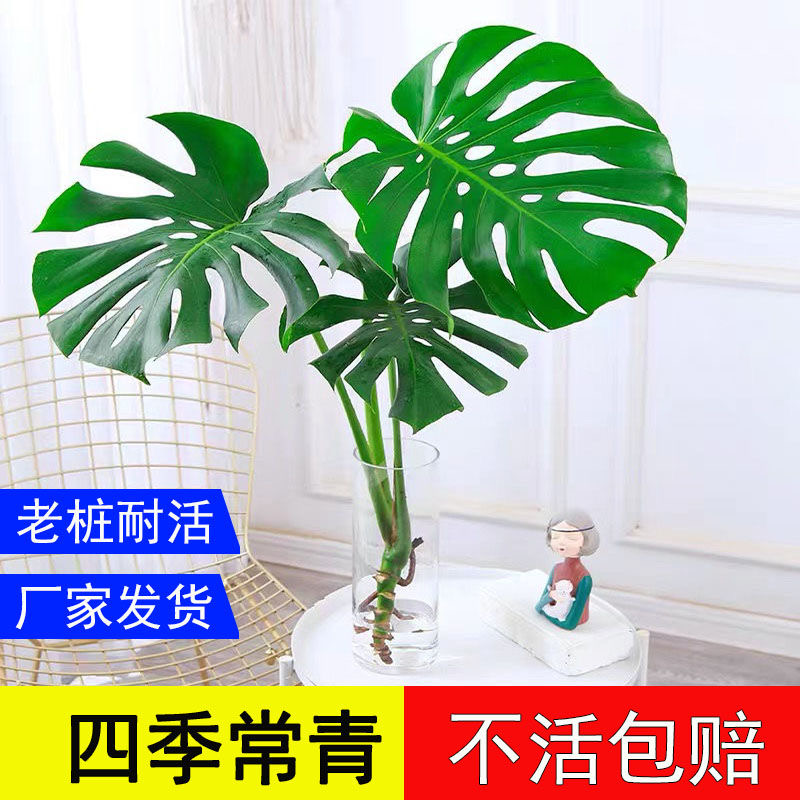开背老桩龟背竹土水培盆栽北欧风大叶去甲醛办公客厅室内绿植易活