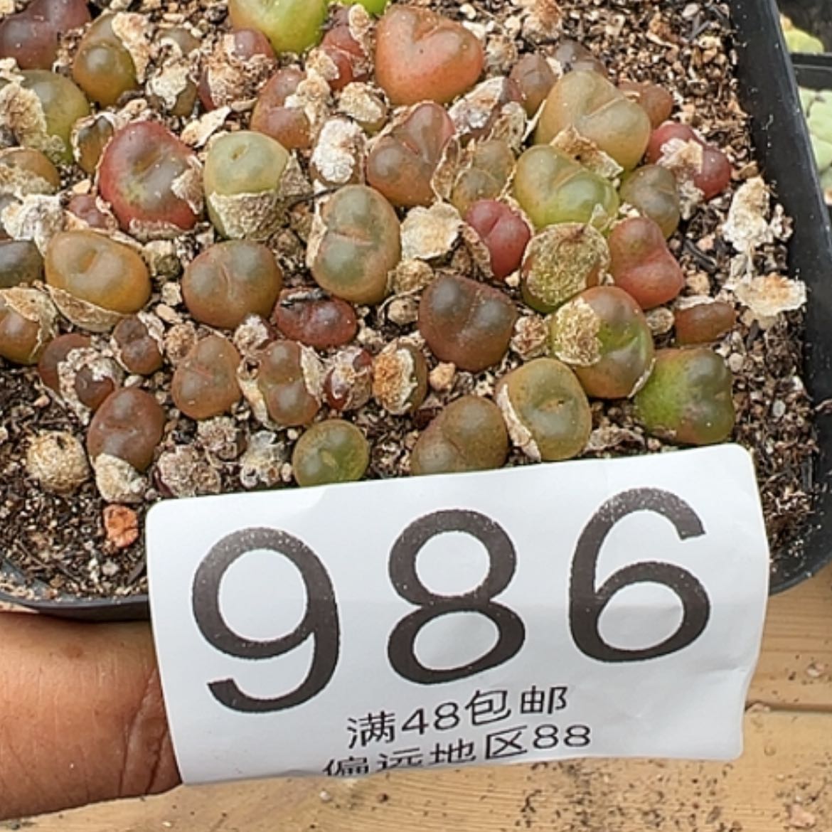 【闪购商品】50左右个