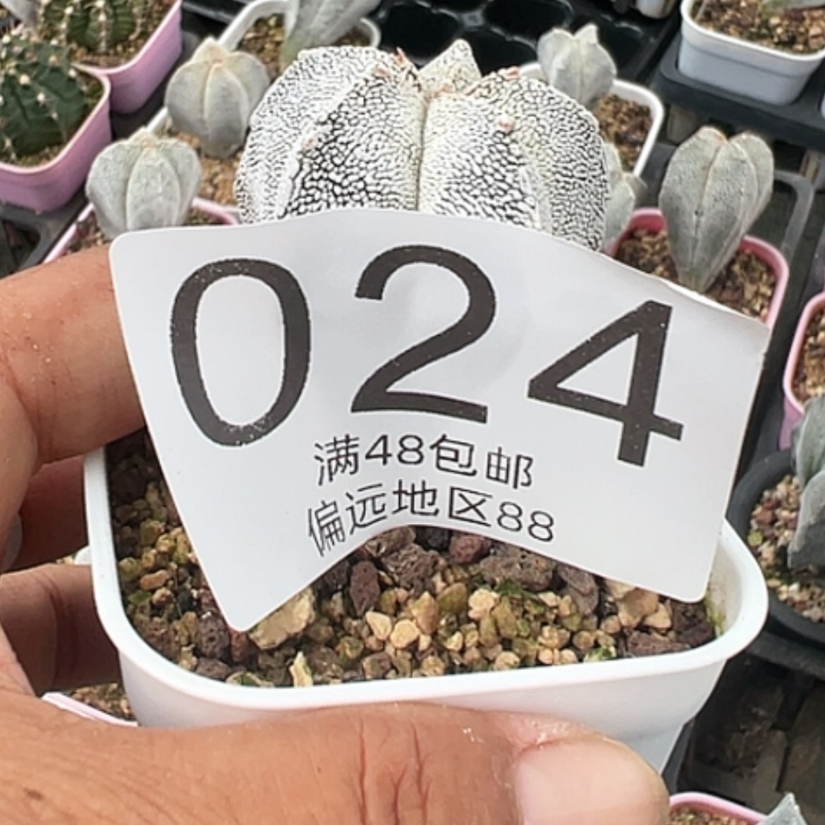 【闪购商品】2****逢鸾凤玉
