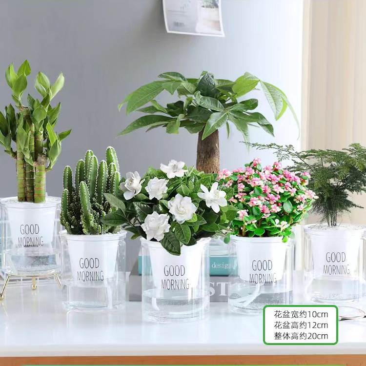 绿萝箩吊兰发财树花卉盆栽小绿植办公室内多肉植物水培好养除甲醛