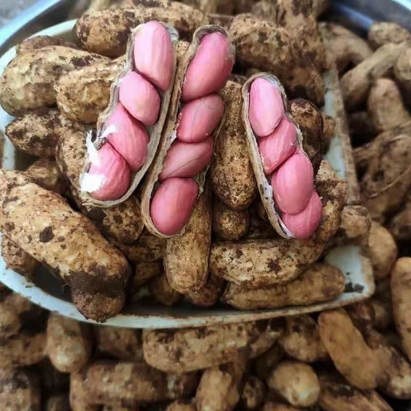 现挖带泥花生新鲜红皮湿花生鲜花生生吃花生可做水煮花生卤花生