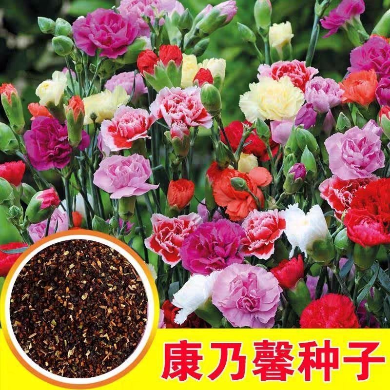 康乃馨花种子四季花卉观花植物室内花盆栽庭院花籽易种活