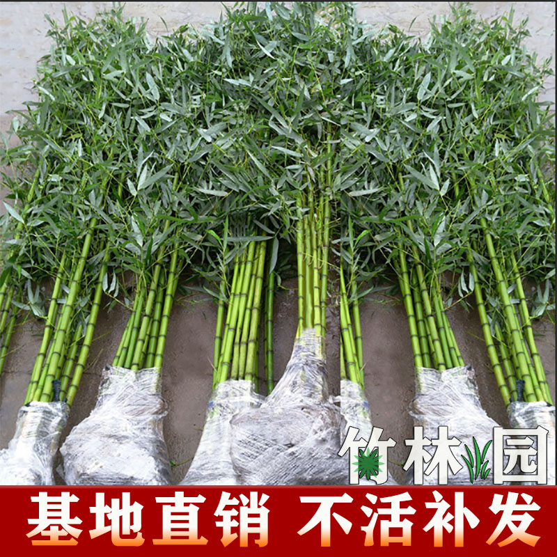 竹子苗庭院室内盆栽毛竹黄金竹罗汉竹金镶玉紫竹青竹带土四季种植