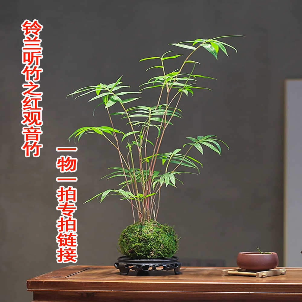 【竹卉长盆景一物一拍】专拍链接，请勿自行下单，正常隔天发货