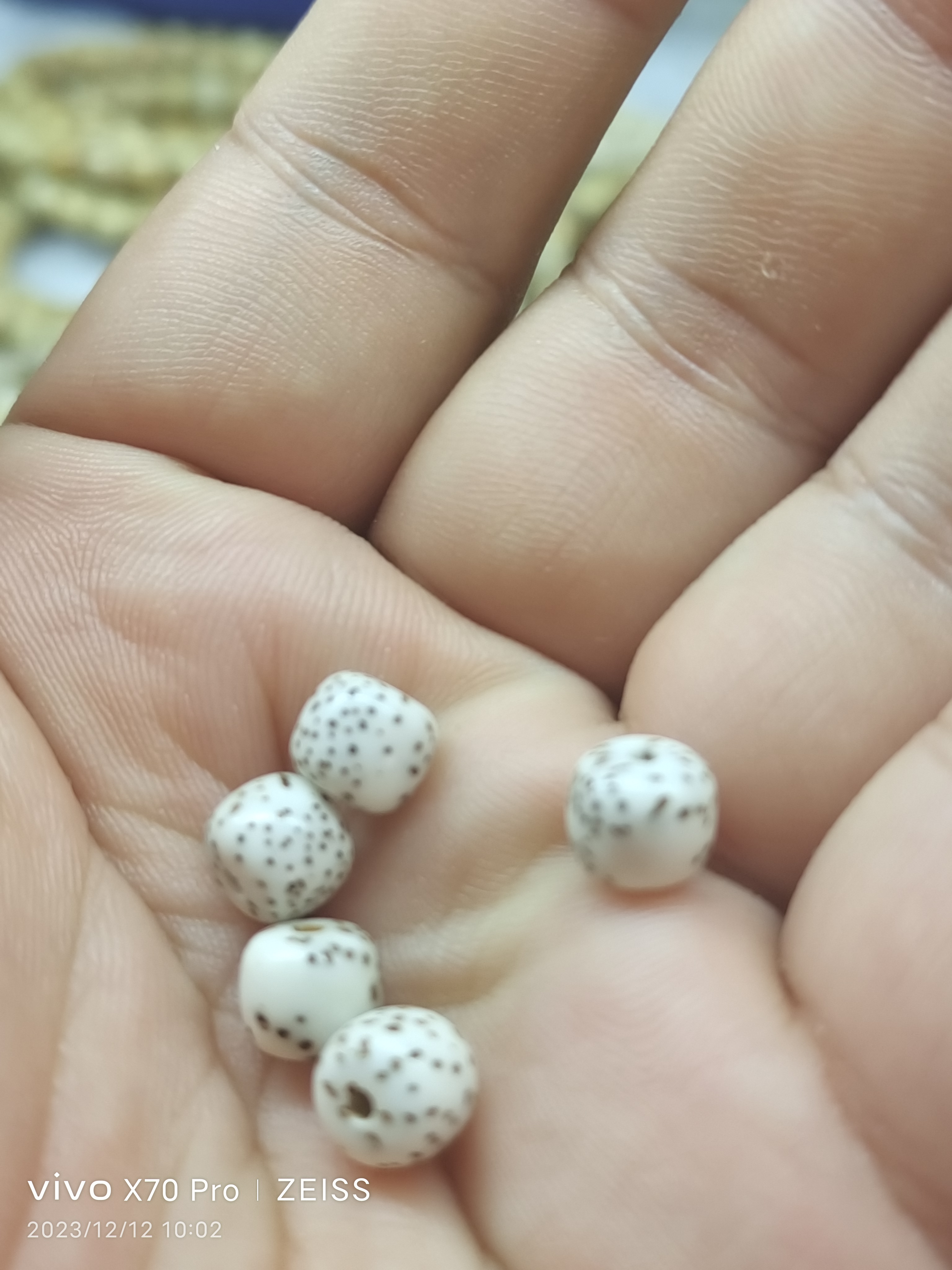 海南原生态星月菩提
