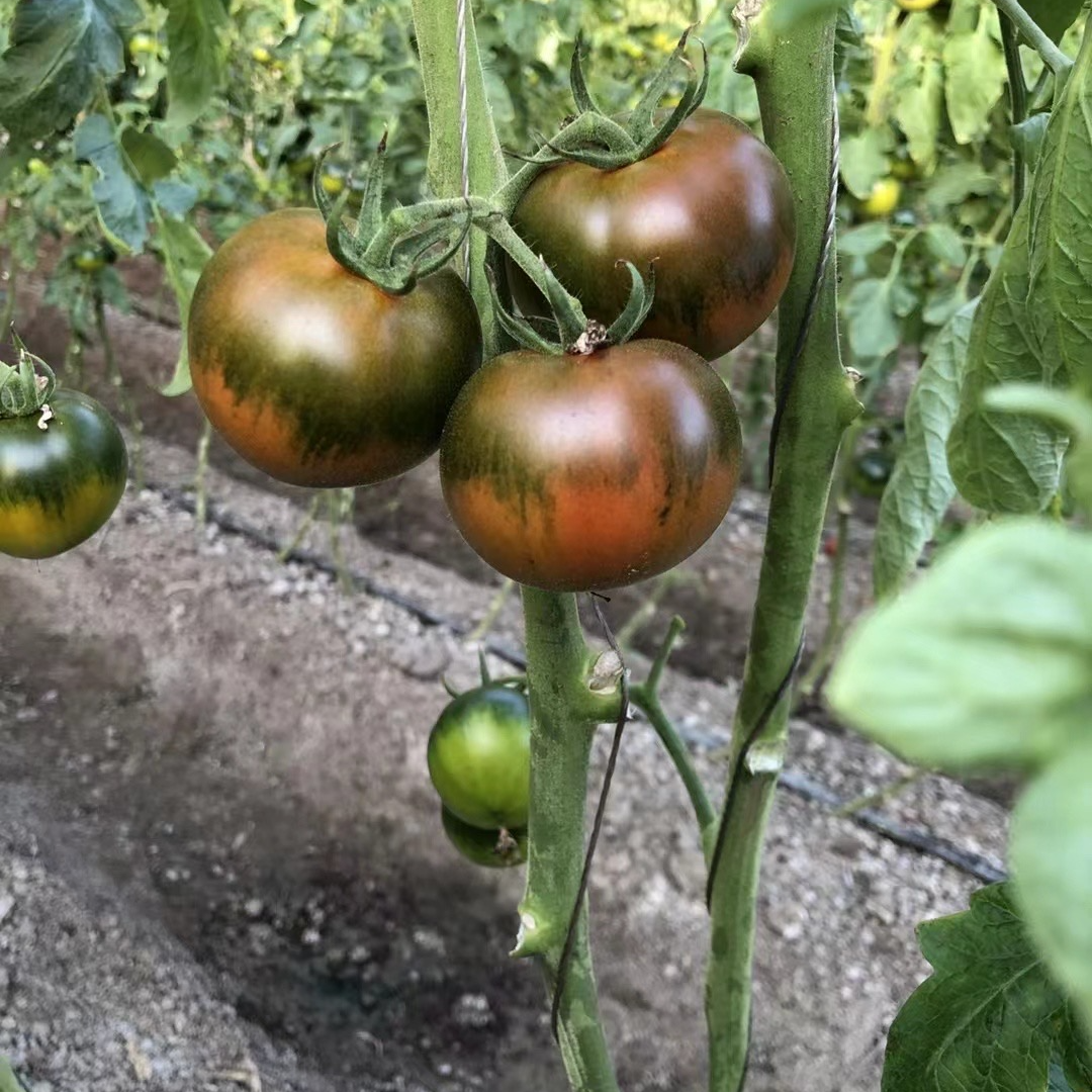 盘锦特产碱地番茄（中果）大小不均 介意勿拍