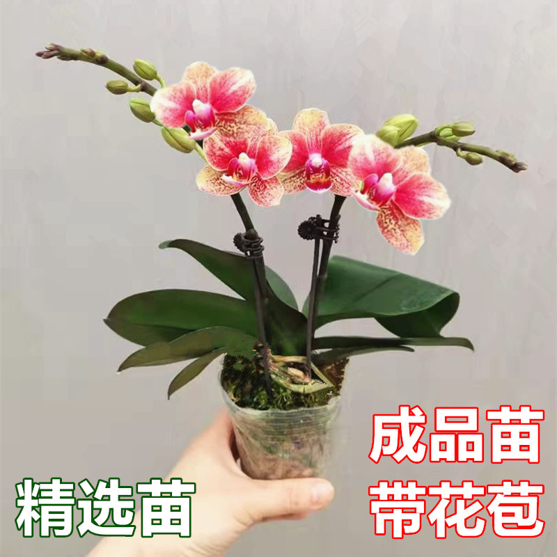 【小扬哥甄选】蝴蝶兰盆栽年宵花卉带花苞四季开花不断阳台庭院办