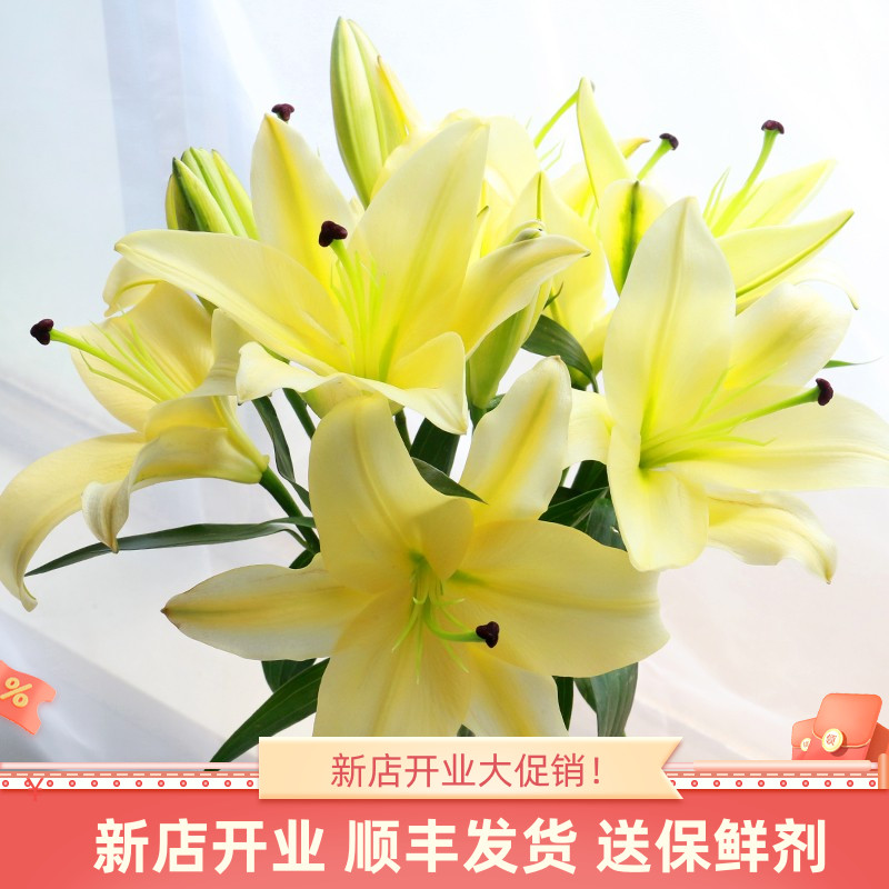 【小扬哥甄选】黄天霸香水百合花鲜花双头云南基地昆明斗南直发花