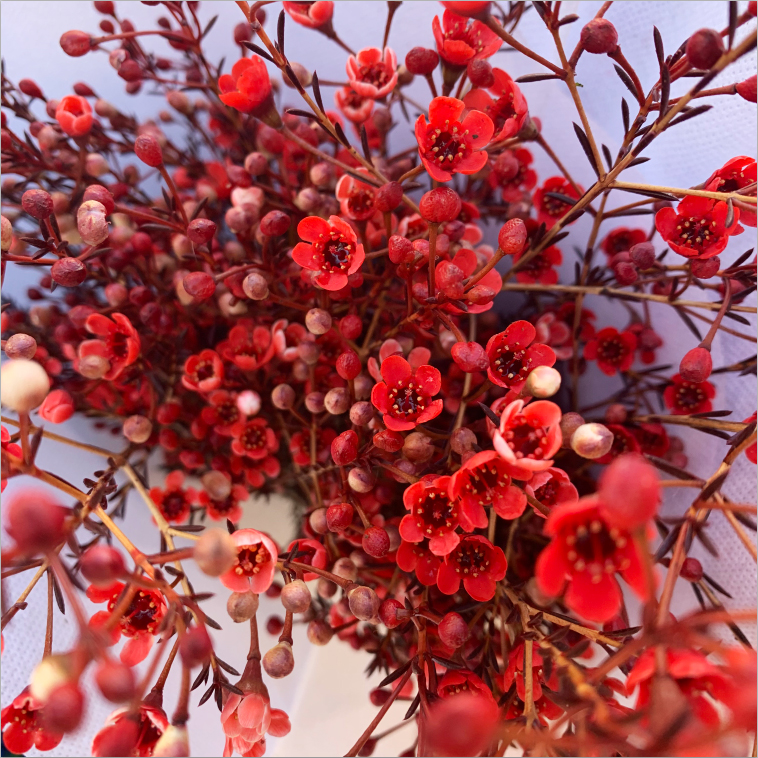 【小扬哥甄选】澳洲腊梅鲜花云南昆明基地直发冬季家用直供水养鲜