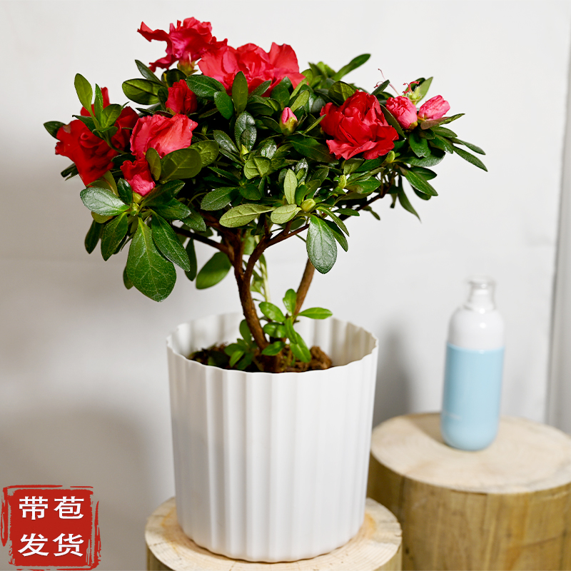 【小扬哥甄选】杜鹃花盆栽绿植室内好养活四季开花阳台木本花卉客