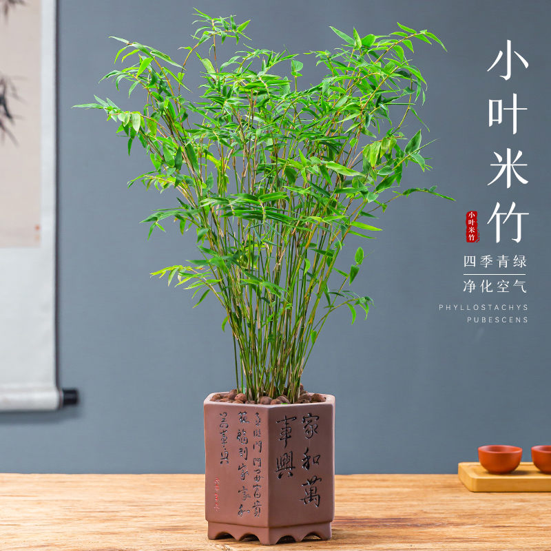 【小扬哥甄选】米竹苗盆栽凤尾竹盆景庭院竹子盆栽四季常青绿植花