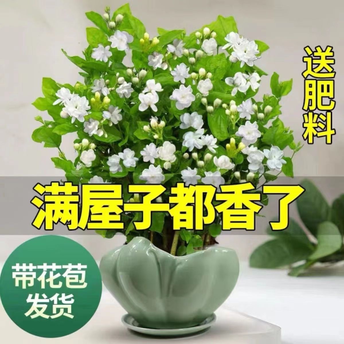茉莉花盆栽浓香型室内外吸甲醛净化空气绿植花卉四季开花好养易活