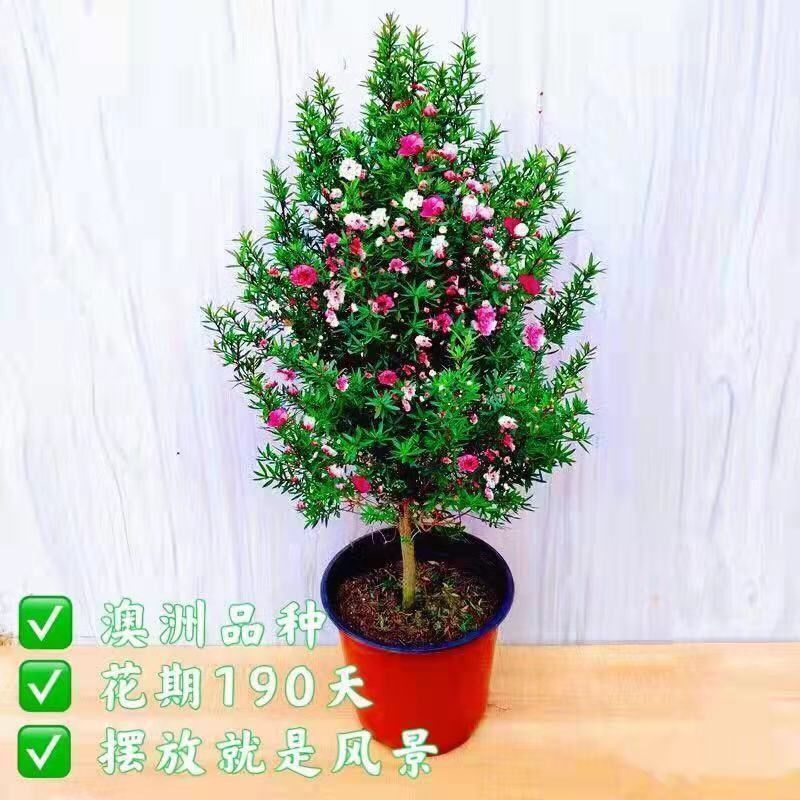 澳洲松红梅一树多色耐寒绿植花卉盆栽阳台客厅窗台庭院带原盆包邮