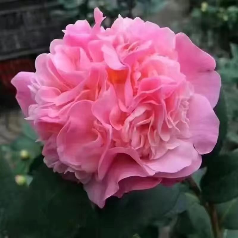 花苞五色赤丹山茶花香妃盆栽四季茶花树苗开花室内浓香型花卉耐寒