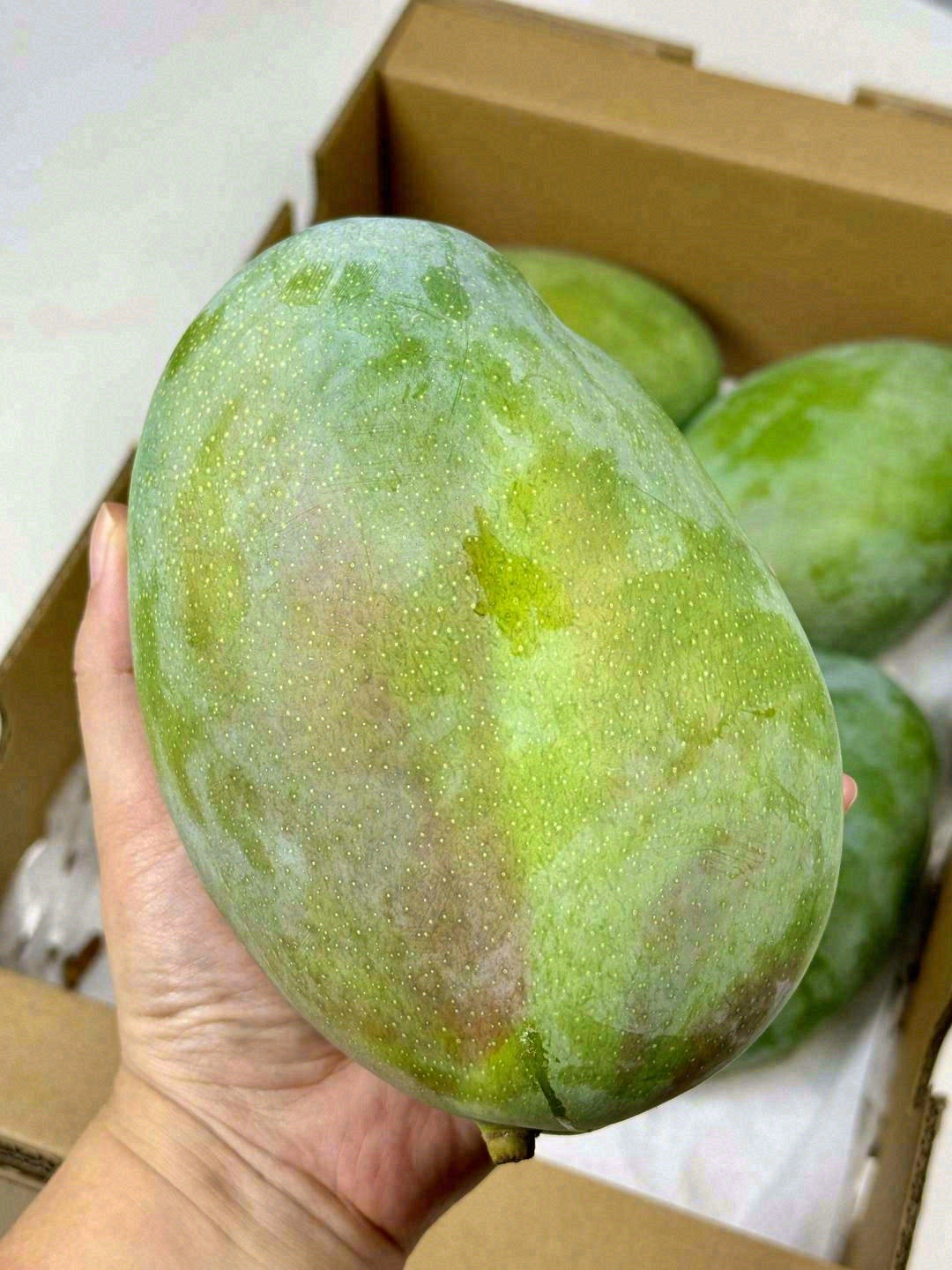 四川凯特大芒果一盒芒果同城送