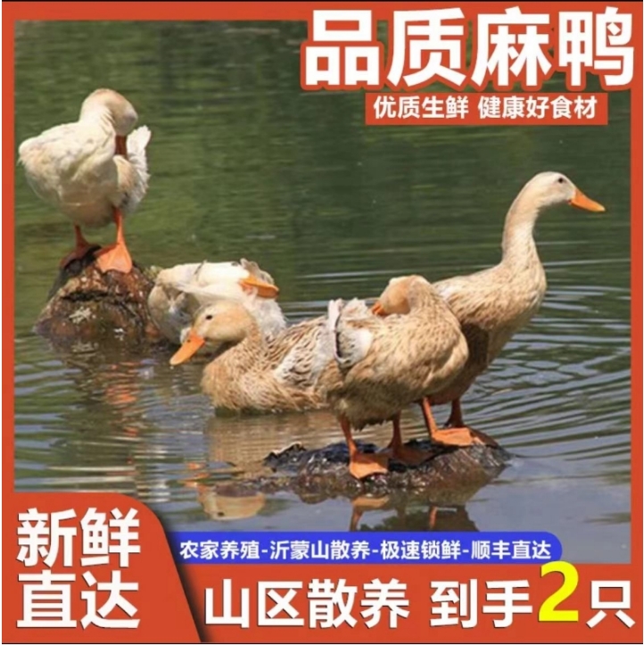 【买1只送1只到手两只】顺丰散养鸭子宰杀2只整箱5斤无内脏去鸭爪