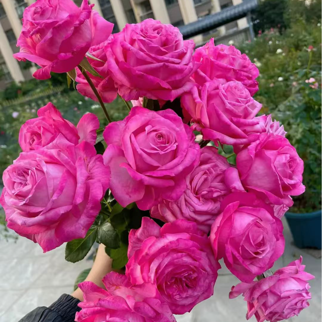 【桃灼蓝天】灌木月季玖红色切花浓香庭院阳台多季开花耐热玫瑰花