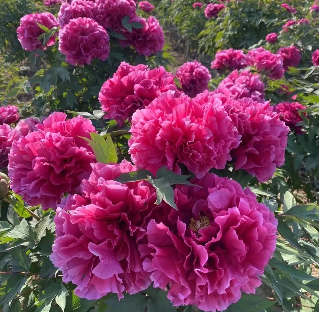 (一物一拍)山东菏泽精品牡丹苗包对版对色 精品观赏重瓣 基地直发