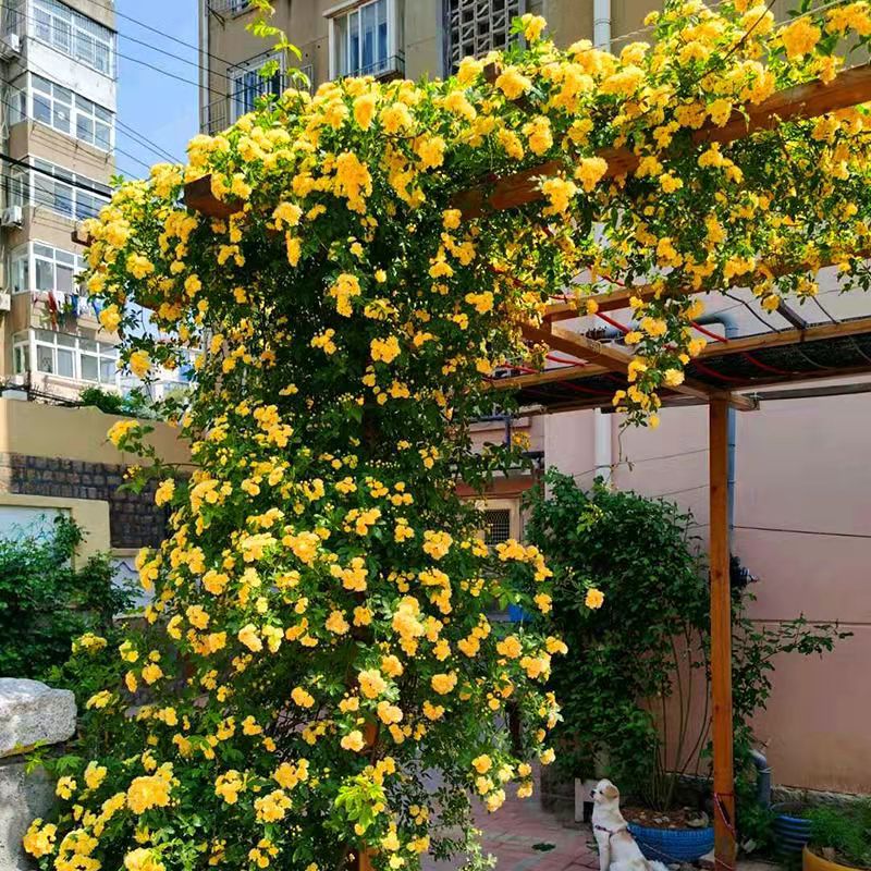 木香花苗爬藤植物红黄木香花四季开浓香红色花卉大庭院盆栽地栽
