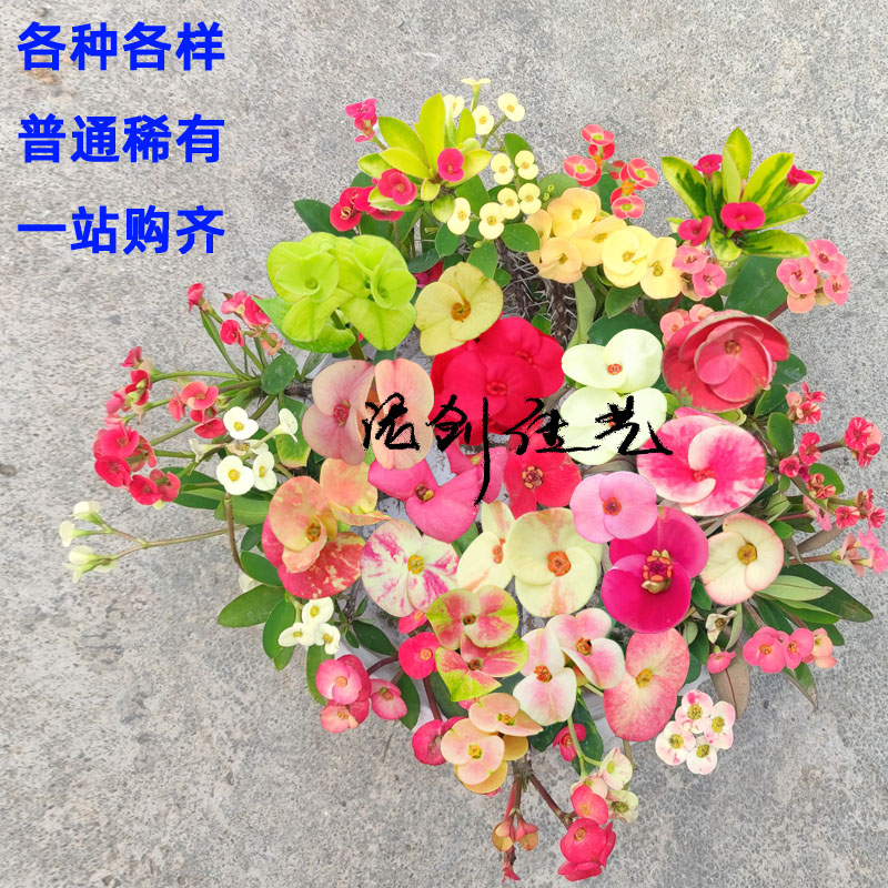 泥创佳艺虎刺梅小叶小花大叶大花铁海棠