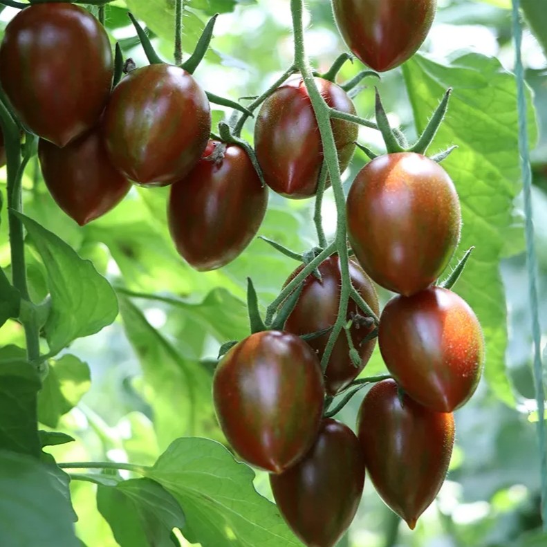 【黑小子】紫玉小柿子1.5斤紫玉辽宁省