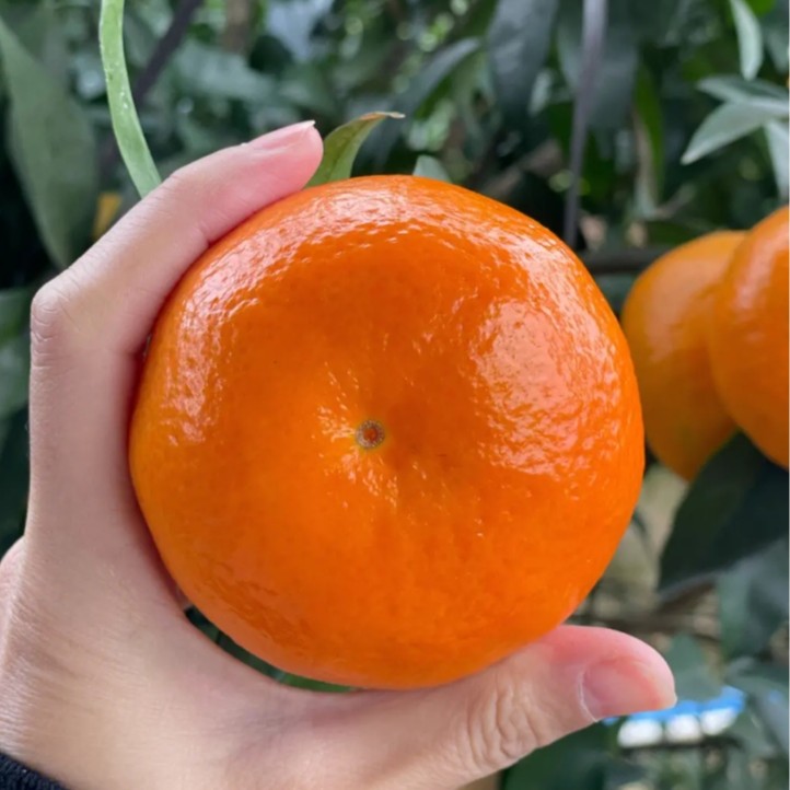 【韩大乐】80#沃柑2.9-3.1斤（四川）四川省