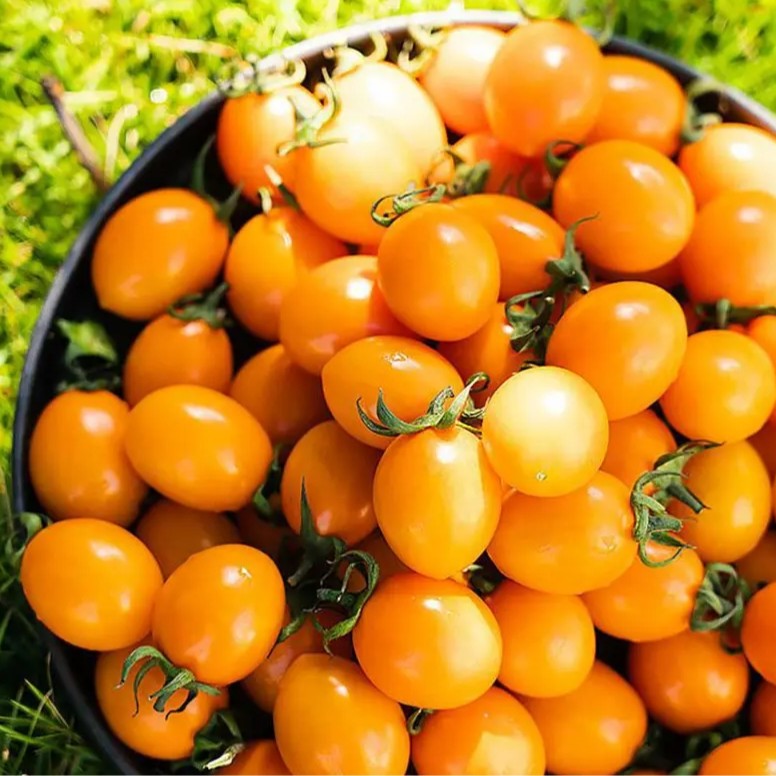 【黑小子】黄珍珠小柿子1.5斤