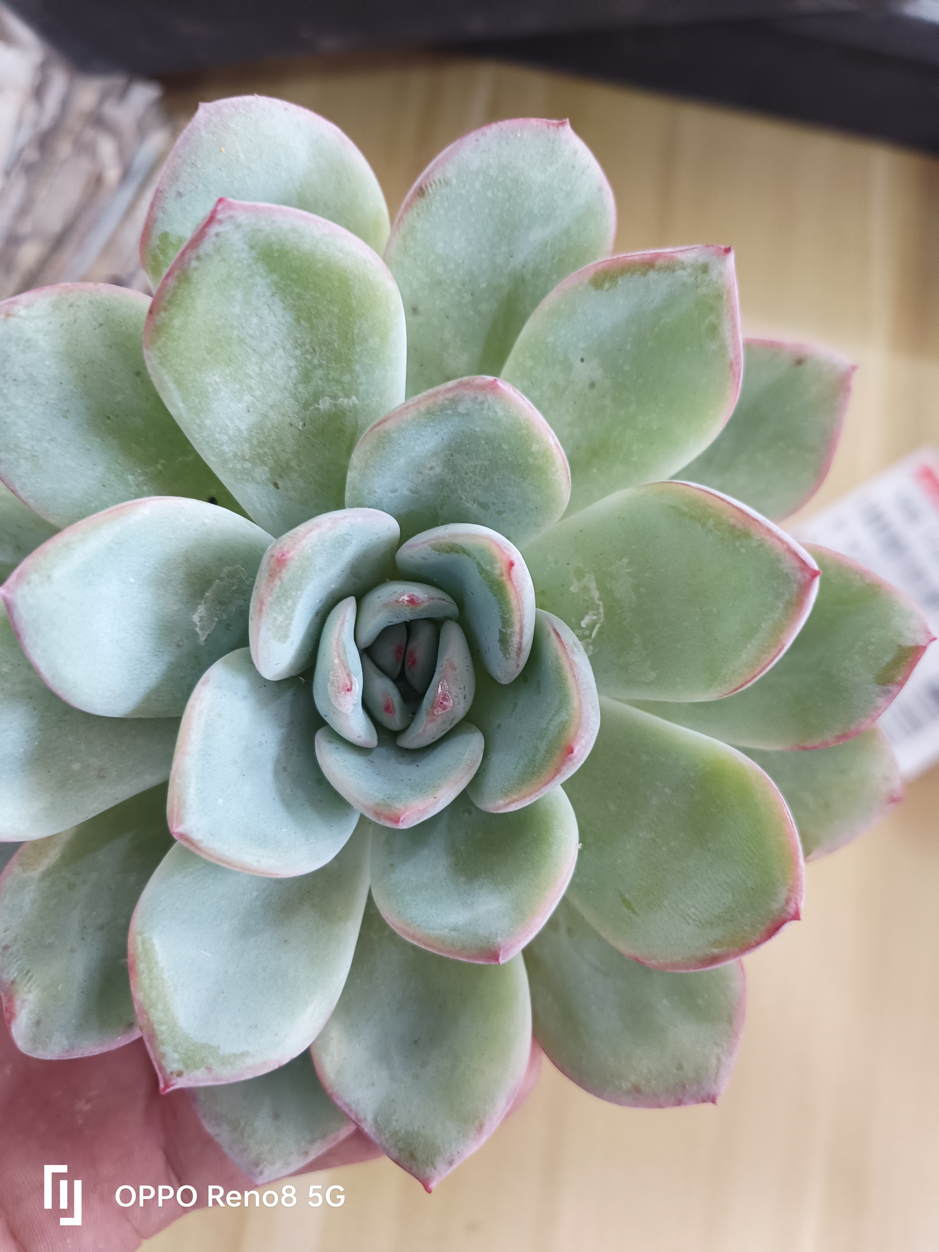 【一盆】自家基地种植多肉奶油泡芙 