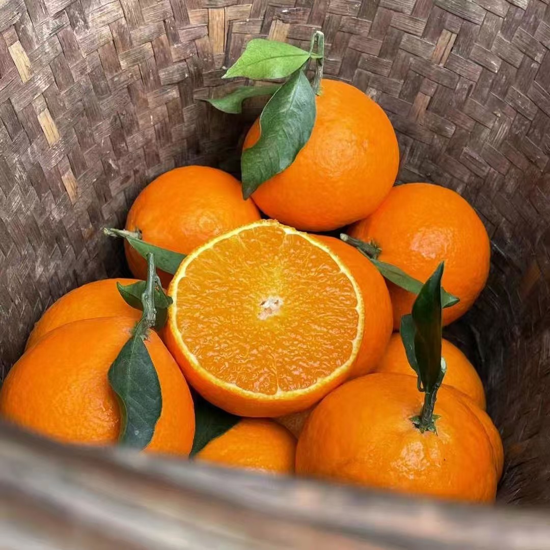 【念念家】爱媛果冻橙（5斤）上海市