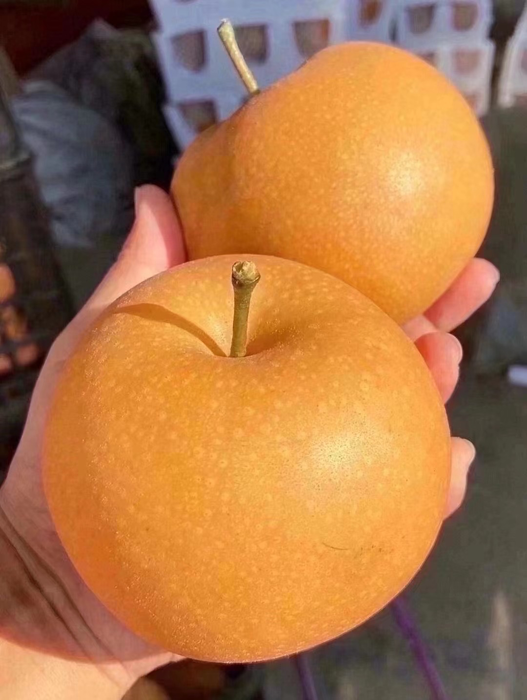 【念念家】秋月梨 4 斤