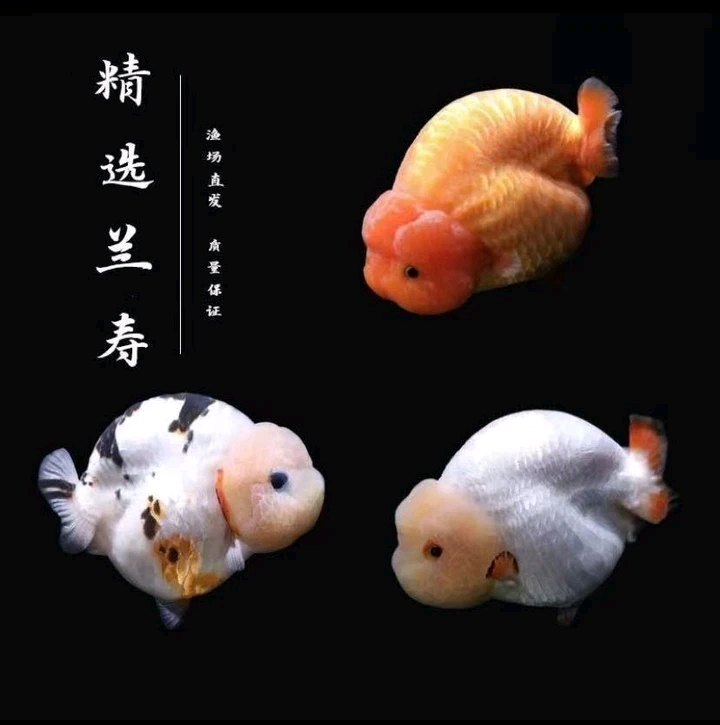 活体金鱼观赏鱼 （数量，品相，颜色以直播为准）包开箱到货活