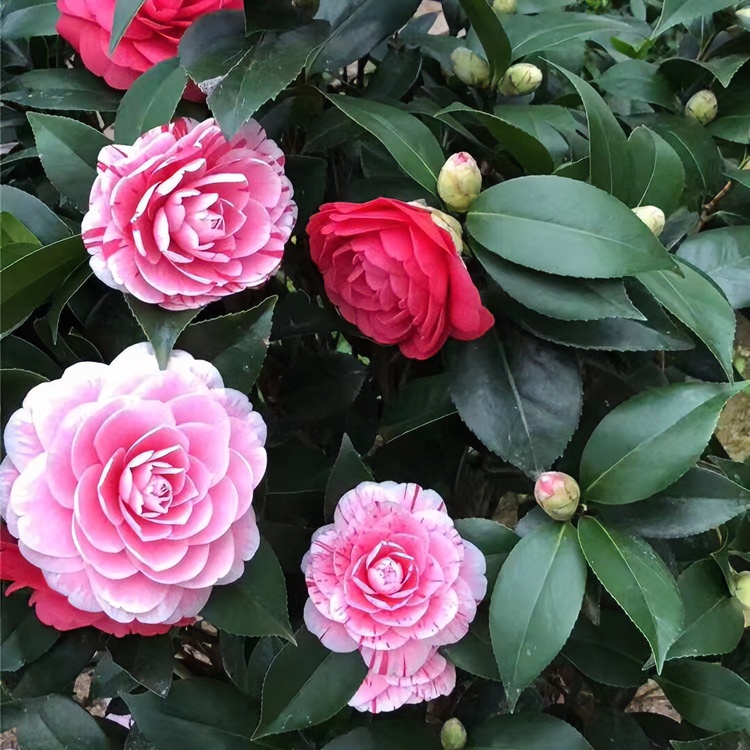 【花语庭】五色赤丹耐寒年宵花卉 春季栽培冬季多花色