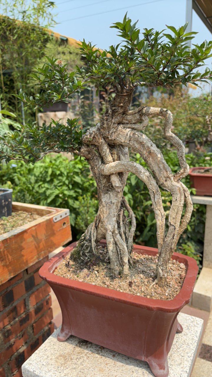 根艺年功水杨梅盆景