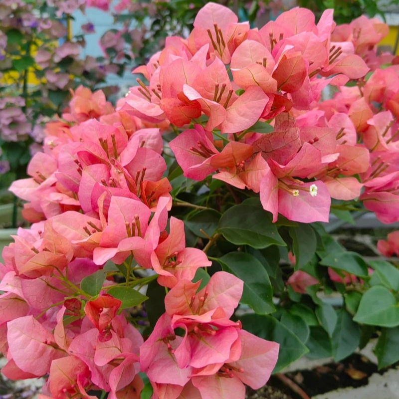 不甜西瓜·三角梅四季勤花大苗【40-60cm左右】带花勤花品种易爆花